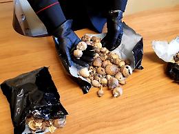 Trovato con sedici chili di oppio: arrestato 47enne