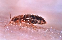 Cimice da letto, dopo la Francia anche in Italia le prime disinfestazioni