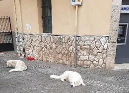 Cani randagi per le vie del borgo: «L'appello  ignorato dal Comune»