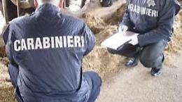 Sigilli all'azienda zootecnica, animali in pessime condizioni