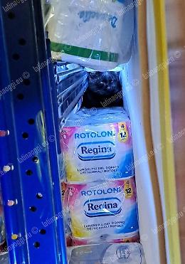 Caccia al ladro di crocchette, ma era un gatto