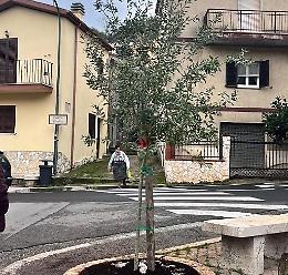Festa dell'albero dedicata a Giulia Cecchettin
