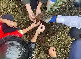 Nuovi alberi in città per migliorare l'estetica delle aree urbane