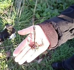 Pesca di frodo, verbali per 11mila euro