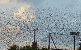 Stormo di uccelli invade Agroverde, il Comune si attiva per l'allontanamento