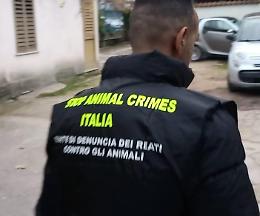 Campoverde, scoperta rete di combattimenti clandestini di cani