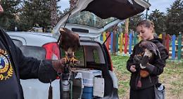 Falconieri in azione per allontanare gli storni