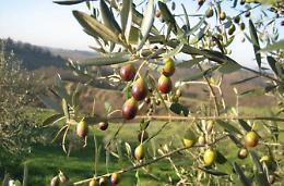 Torna il concorso sull'oliva itrana