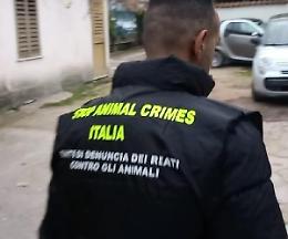 Cani per combattimenti, Lndc Animal Protection si costituirà parte civile