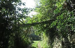 Alberi pericolosi sulla Carpinetana, lettera all'Astral