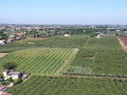 Imu sui terreni agricoli, c'è la riduzione dell'aliquota