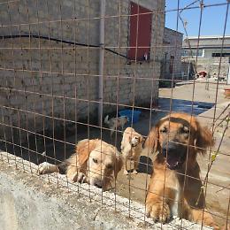 Benessere animali, nominato il garante per la tutela