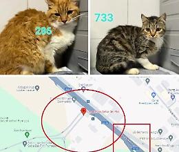"Il Comune abbandona per strada 8 gatti salvati da un accumulatore seriale"