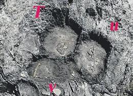 Impronte di dinosauri sui nostri monti