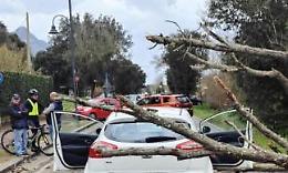 Albero si abbatte su un'auto in transito a causa del forte vento