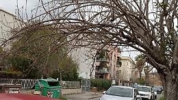 Problema alberi in via Ferrucci. I residenti chiedono un intervento