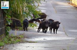 La proposta: tavolo tecnico  per debellare le piaghe di nutrie e cinghiali
