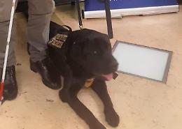 Gino Rigoni ce l'ha fatta: ecco il nuovo cane guida