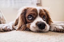 Wurstel avvelenati, cane in fin di vita