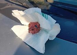 Torna l'allarme polpette avvelenate per cani e gatti