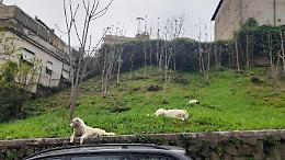 Strage di gatti, branco di cani sotto accusa