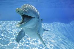 Al parco acquatico si festeggia il dolphin day, giornata mondiale dedicata ai delfini