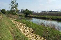 Ortaggi abbandonati lungo le sponde del fiume Sisto, la segnalazione tra la Migliara 54 e la 53