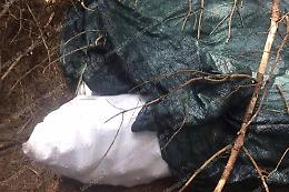 Pigne rubate e poi nascoste sotto dei teli nel bosco, la scoperta sulla Migliara 54