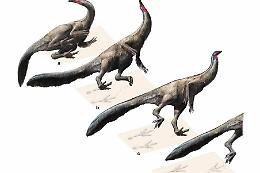 L'orma di dinosauro sarà trasportata al Procoio, la Soprintendenza ha dato il via libera