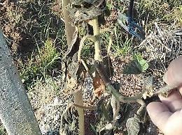 Gelate fuori stagione e danni all'agricoltura, chiesto lo stato di calamità naturale