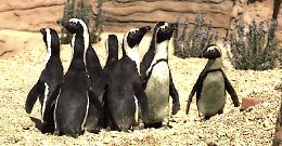 Zoomarine, al parco marino si festeggia domani la Giornata mondiale dei pinguini