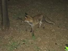 Volpe a passeggio tra le strade, il singolare incontro di mezzanotte (FOTO - VIDEO)