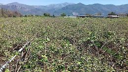 Danni causati dal gelo, l'Aspal: gli agricoltori presentino i moduli per la calamità naturale