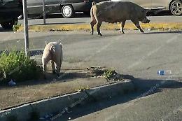 Una "fattoria" nel degrado, la segnalazione di un lettore attraverso la app di Latina Oggi
