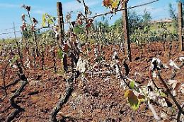 Colture danneggiate dal gelo nel Lazio, i sindaci incontrano l'assessore regionale all'agricoltura