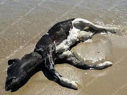 Vitello morto ritrovato in spiaggia a Foce Verde, stupore tra i passanti sul lungomare