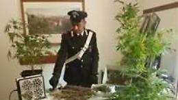 Coltivazione di marijuana in casa, una 37enne arrestata dai carabinieri della locale tenenza