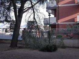 Alberi "troppo pericolosi", scoppia il caso dopo il sopralluogo dei vigili del fuoco