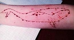 Blue Whale, anche nell'Agro Pontino scattano le indagini sul folle gioco dei suicidi