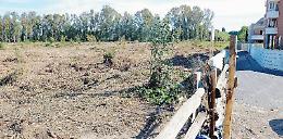 Circa duecento eucalipti abbattuti, interviene Bellini:  "Faremo chiarezza su quanto accaduto"