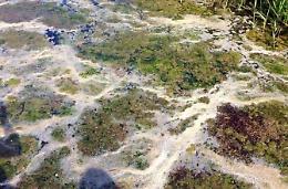 Inquinamento nel canale romano e nel lago di Paola, il caso di nuovo in Parlamento