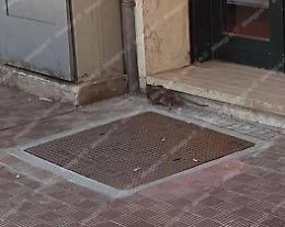 Ancora topi in strada, scatta la segnalazione di una residente da via Priverno