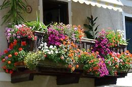 Decoro urbano e promozione del senso civico, successo per il progetto "Balcone in fiore"