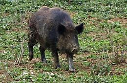 Coltivazione di pomodori danneggiata dai cinghiali, scatta l'indennizzo per l'attività