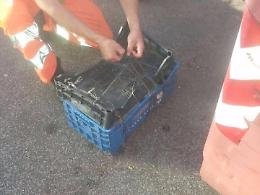 Cuccioli chiusi in una cassetta e abbandonati accanto alla spazzatura: salvati dai netturbini