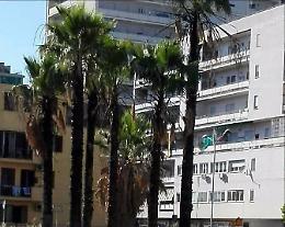Palme date alle fiamme, quando la natura è più forte dei vandali: la segnalazione