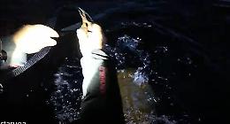 Caretta caretta impigliata tra le reti, giovani pescatori riescono a liberare la tartaruga