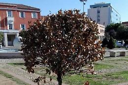 Piante secche in piazza del Popolo, brutto spettacolo davanti all'ingresso del palazzo municipale