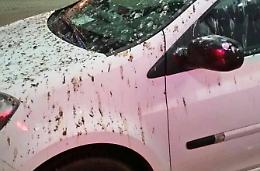 Torna a riunirsi il tavolo per il decoro urbano, si discuterà anche di orti sociali e spazi per cani