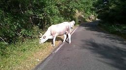 Dopo pecore e galline tocca alle mucche "tagliare" l'erba sulla Provinciale per Rocca Massima
